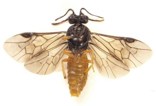 Aprosthema melanurum