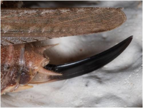 Réf. 309 183 : Platycleis albopunctata albopunctata