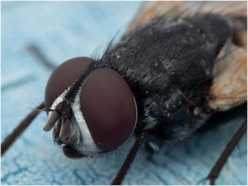 Musca sp.