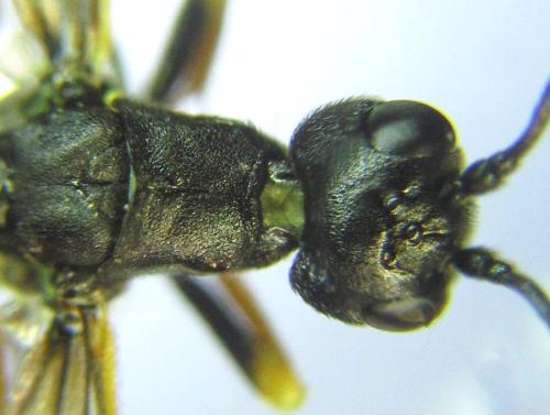 Calameuta filiformis