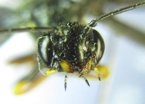 Cephus fumipennis