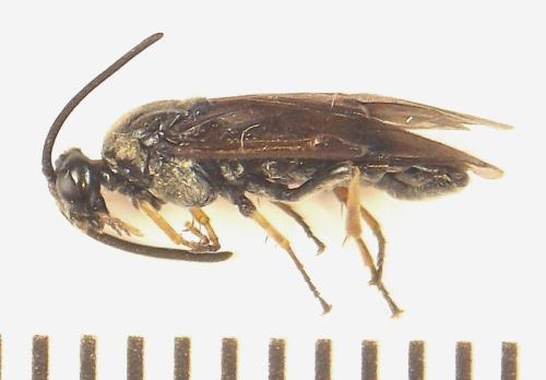 Réf. 309 262 : Arge ustulata
