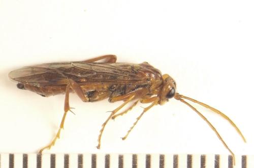 Réf. 309 492 : Tenthredopsis nassata