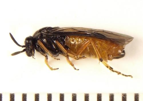 Réf. 309 907 : Aprosthema melanurum