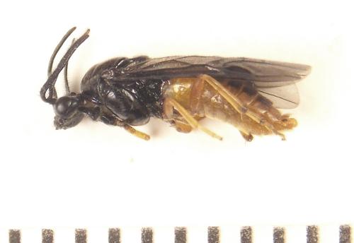 Aprosthema melanurum