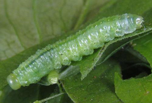Aprosthema melanurum