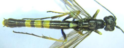 Calameuta pallipes