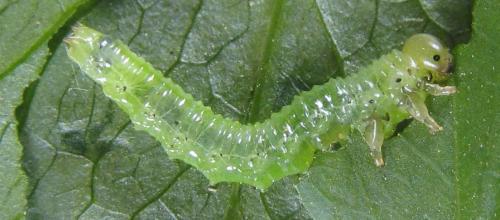 Aprosthema melanurum