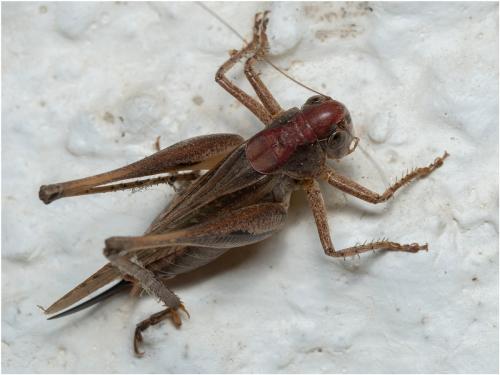 Réf. 309 181 : Platycleis albopunctata albopunctata