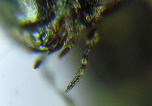 Calameuta pallipes