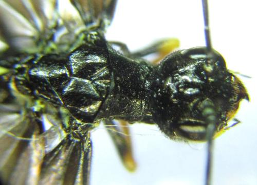 Cephus fumipennis