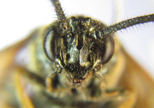 Réf. 309 263 : Arge ustulata