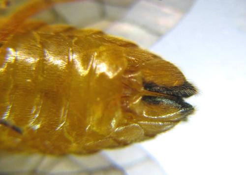 Réf. 309 908 : Aprosthema melanurum