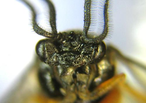 Réf. 309 920 : Aprosthema melanurum