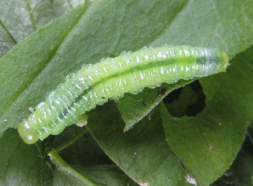 Aprosthema melanurum
