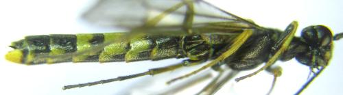 Calameuta pallipes