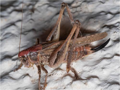 Réf. 309 283 : Platycleis albopunctata