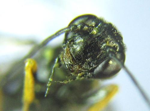 Calameuta pallipes