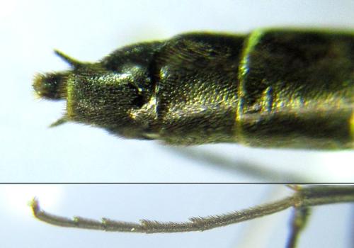 Calameuta filiformis