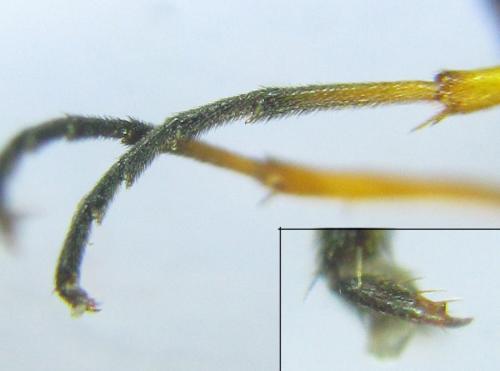 Cephus fumipennis