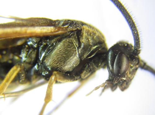 Réf. 309 264 : Arge ustulata
