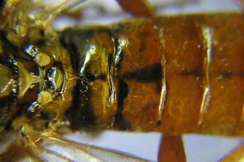 Réf. 309 494 : Tenthredopsis nassata