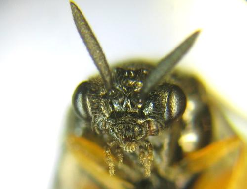 Aprosthema melanurum