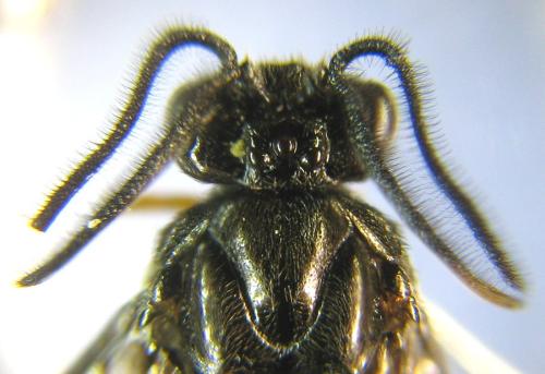 Aprosthema melanurum