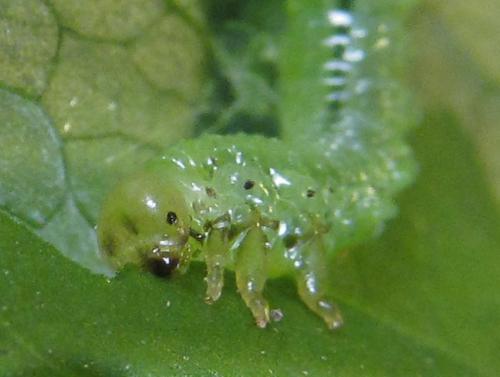 Aprosthema melanurum