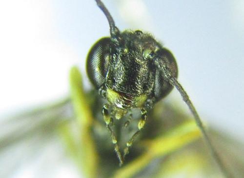 Calameuta pallipes