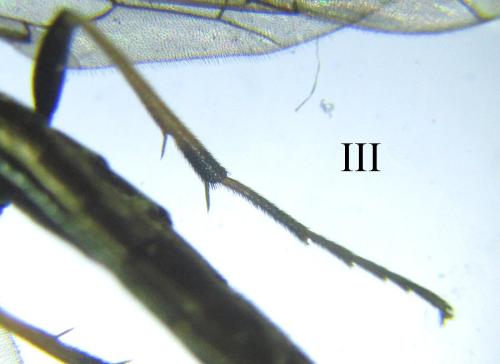 Calameuta pallipes