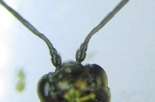 Calameuta filiformis