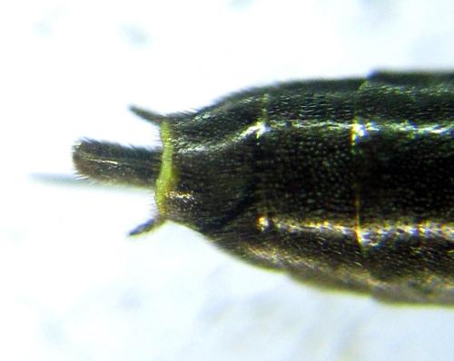 Cephus fumipennis