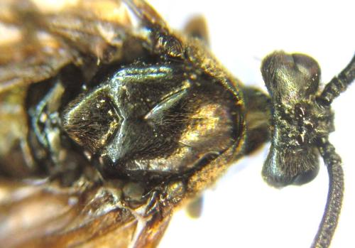 Réf. 309 265 : Arge ustulata