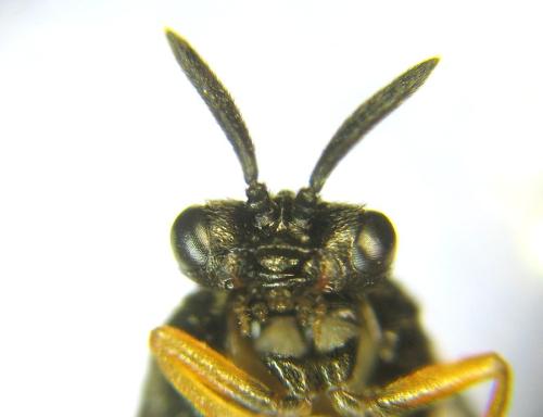 Réf. 309 910 : Aprosthema melanurum