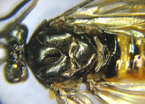 Aprosthema melanurum