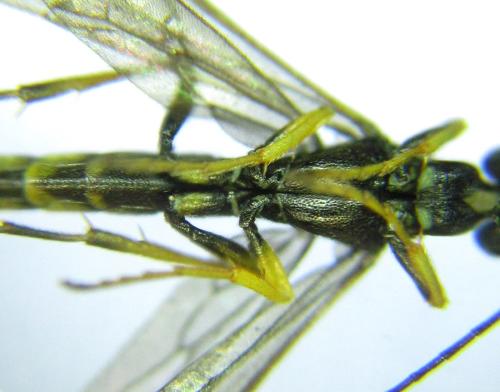 Calameuta pallipes