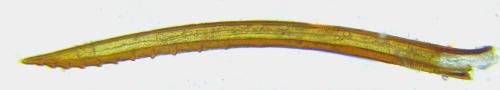 Calameuta filiformis