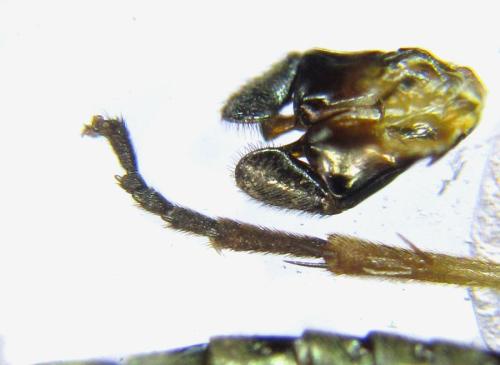 Arge ustulata