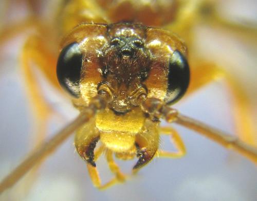 Réf. 309 496 : Tenthredopsis nassata