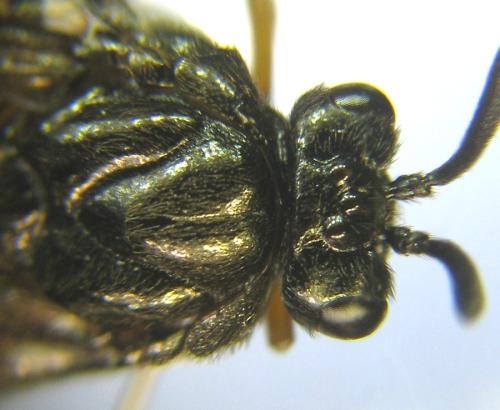 Aprosthema melanurum