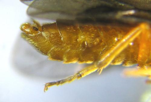 Aprosthema melanurum