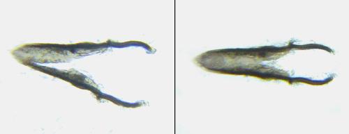 Calameuta pallipes