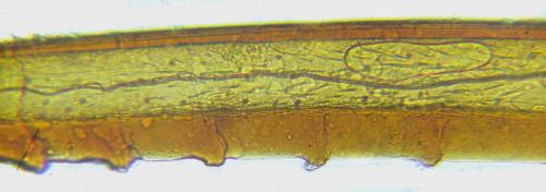 Calameuta filiformis