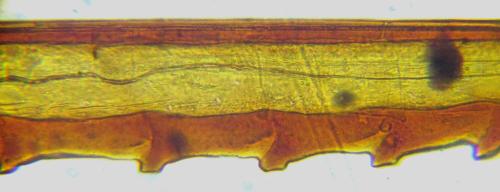 Cephus fumipennis