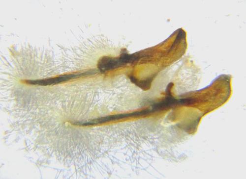 Réf. 309 267 : Arge ustulata