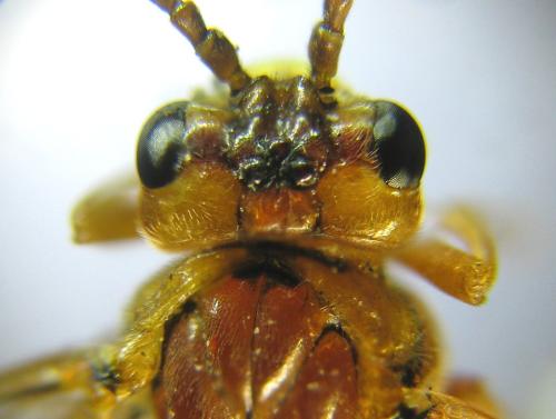Réf. 309 497 : Tenthredopsis nassata