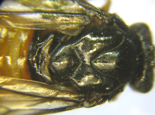 Réf. 309 912 : Aprosthema melanurum
