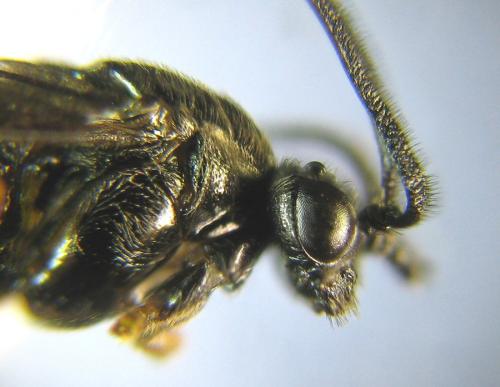 Aprosthema melanurum