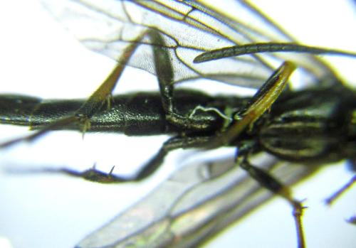 Calameuta pallipes